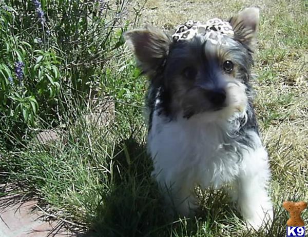 BIEWER YORKIE TERRIER MALE FOR SALE IN CA